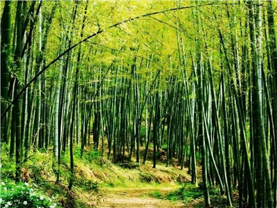 5條國家森林步道，一鍵解鎖清明踏青吸“氧”新方式！