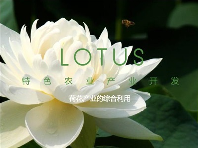 珠聯(lián)璧“荷”：鄉(xiāng)村旅游中特色農(nóng)業(yè)產(chǎn)業(yè)的綜合開發(fā)利用