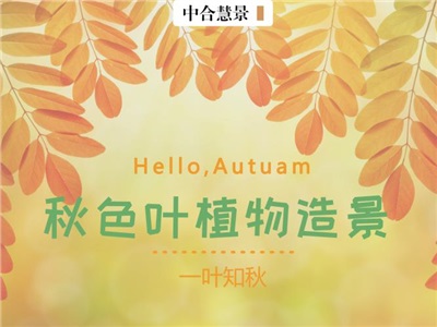 選對了配置，這些秋色葉植物讓“秋意”更濃！
