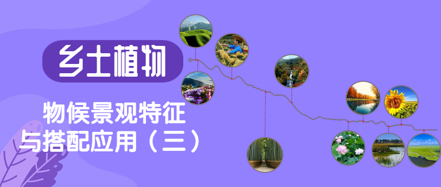 鄉(xiāng)土植物物候景觀特征與搭配應(yīng)用（三）